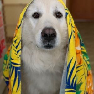 Meet your Posher, Robby